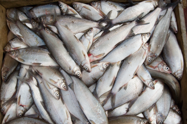 В ЯНАО браконьеры выловили рыбу на 1 млн рублей